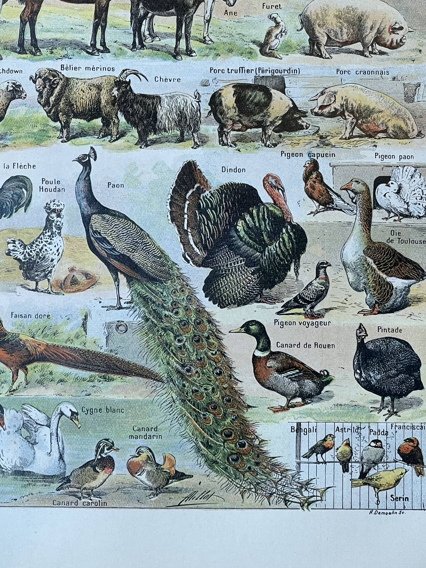 Sheet "Pets" 20x29 cm