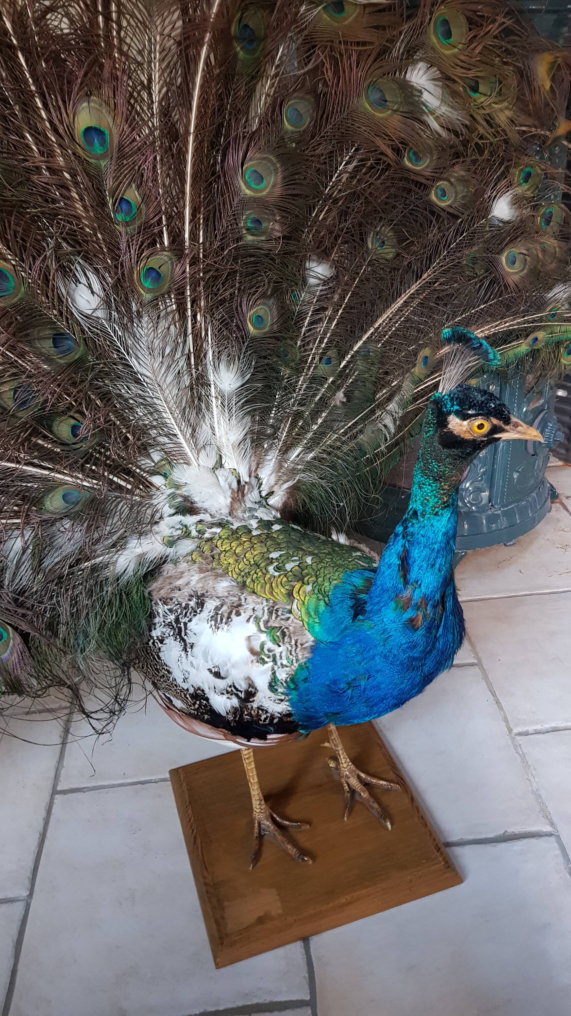 Naturalized blue peacock