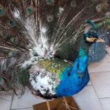 Naturalized blue peacock