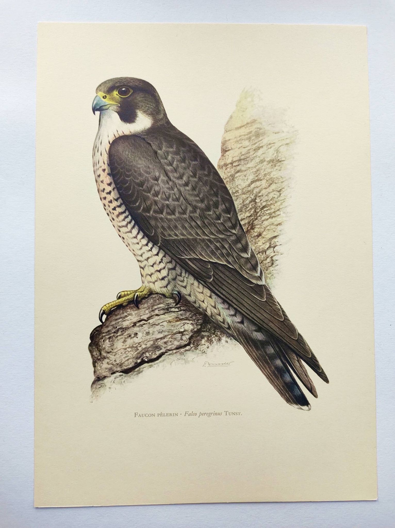 Old bird plate from the 1960s - Peregrine Falcon - Zoological and ornithological illustration