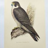 Old bird plate from the 1960s - Peregrine Falcon - Zoological and ornithological illustration