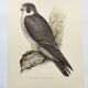 Planche ancienne oiseaux années 1960 - Faucon Pèlerin - Illustration zoologique et ornithologique