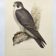 Old bird plate from the 1960s - Peregrine Falcon - Zoological and ornithological illustration