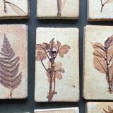 Roger ceramic tiles herbarium model