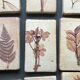 Roger ceramic tiles herbarium model