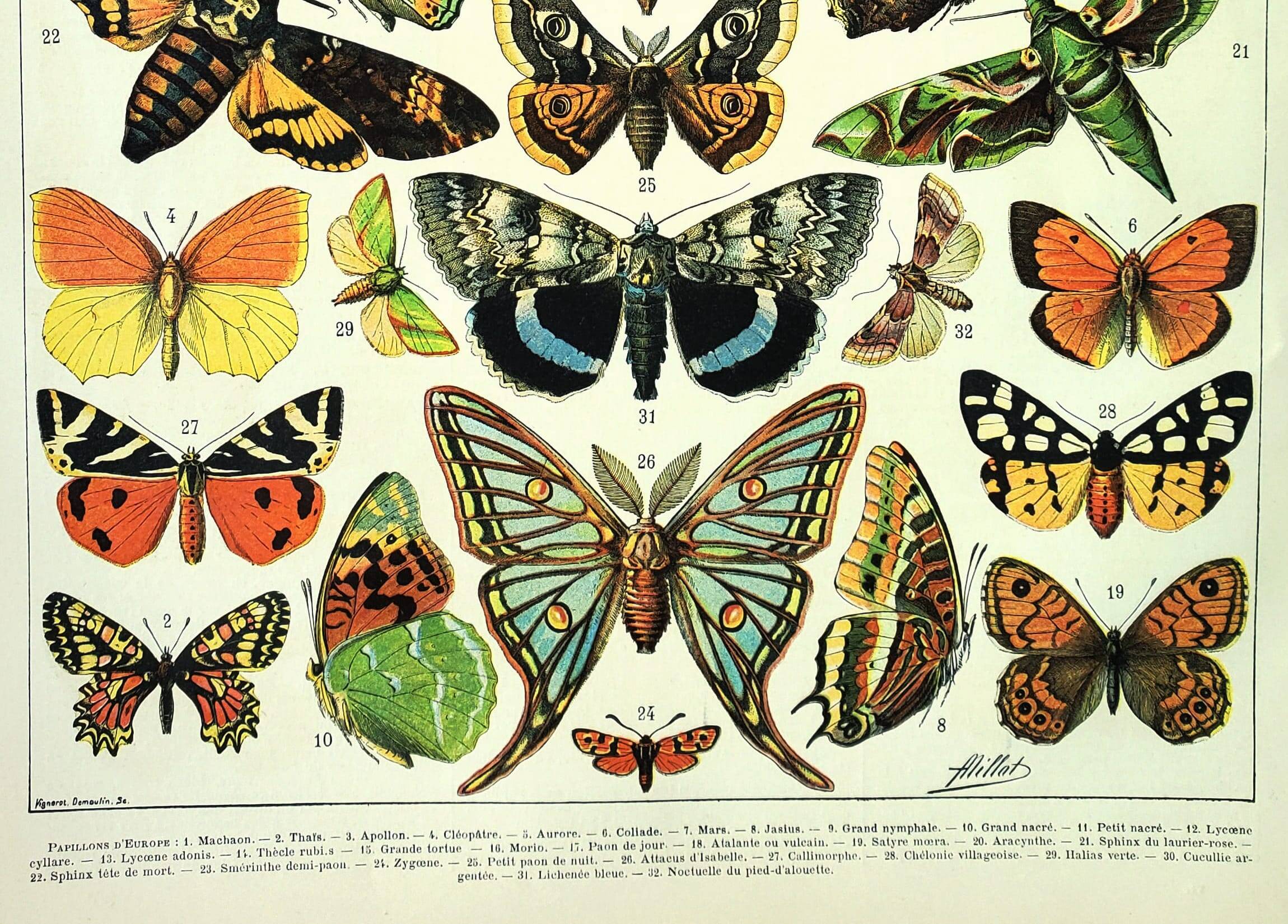 Antique engraving 1897 A. Millot - Butterflies of Europe, insects, entomology