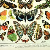 Antique engraving 1897 A. Millot - Butterflies of Europe, insects, entomology