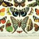 Antique engraving 1897 A. Millot - Butterflies of Europe, insects, entomology