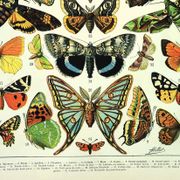 Antique engraving 1897 A. Millot - Butterflies of Europe, insects, entomology