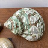 80s Seashell Set