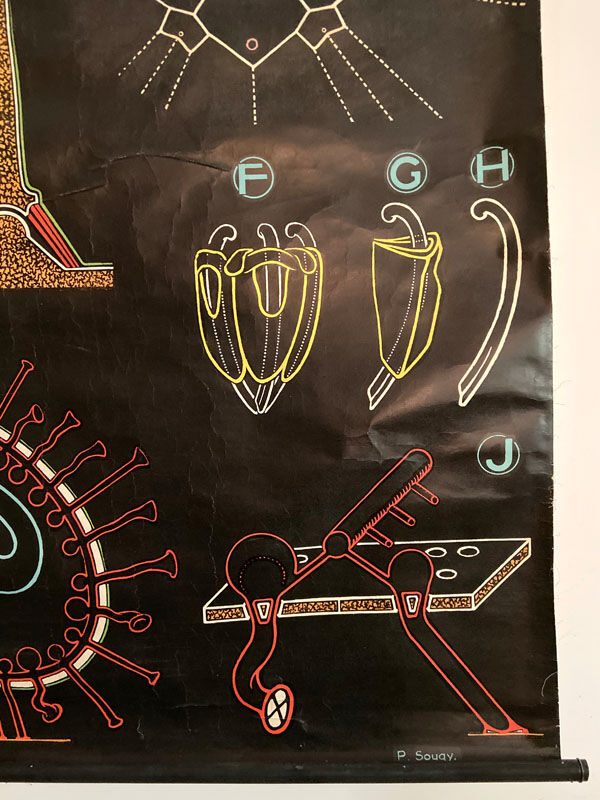 Dr. Auzoux's pedagogical poster - The Urchin - 1958
