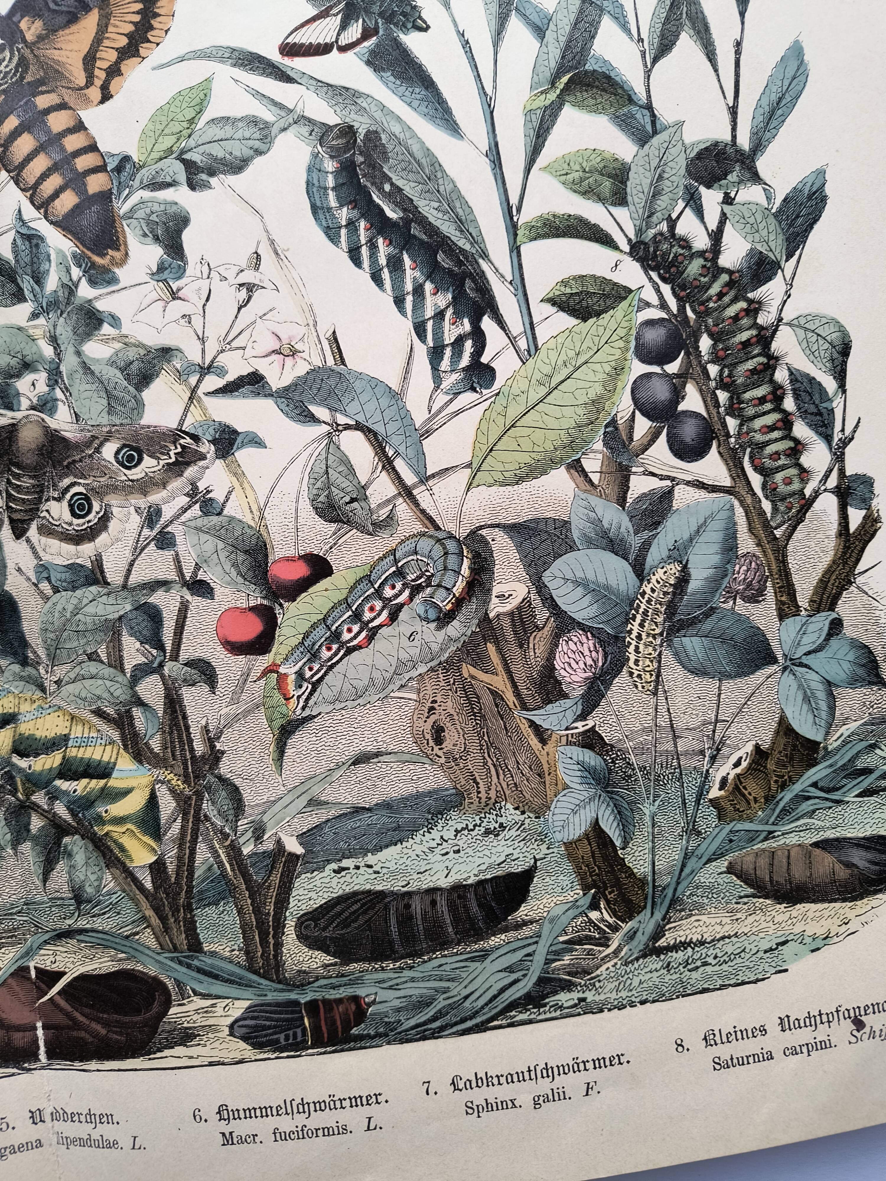 Engraving from 1886 - Sphinx and nocturnal butterflies (2) - Antique lithograph