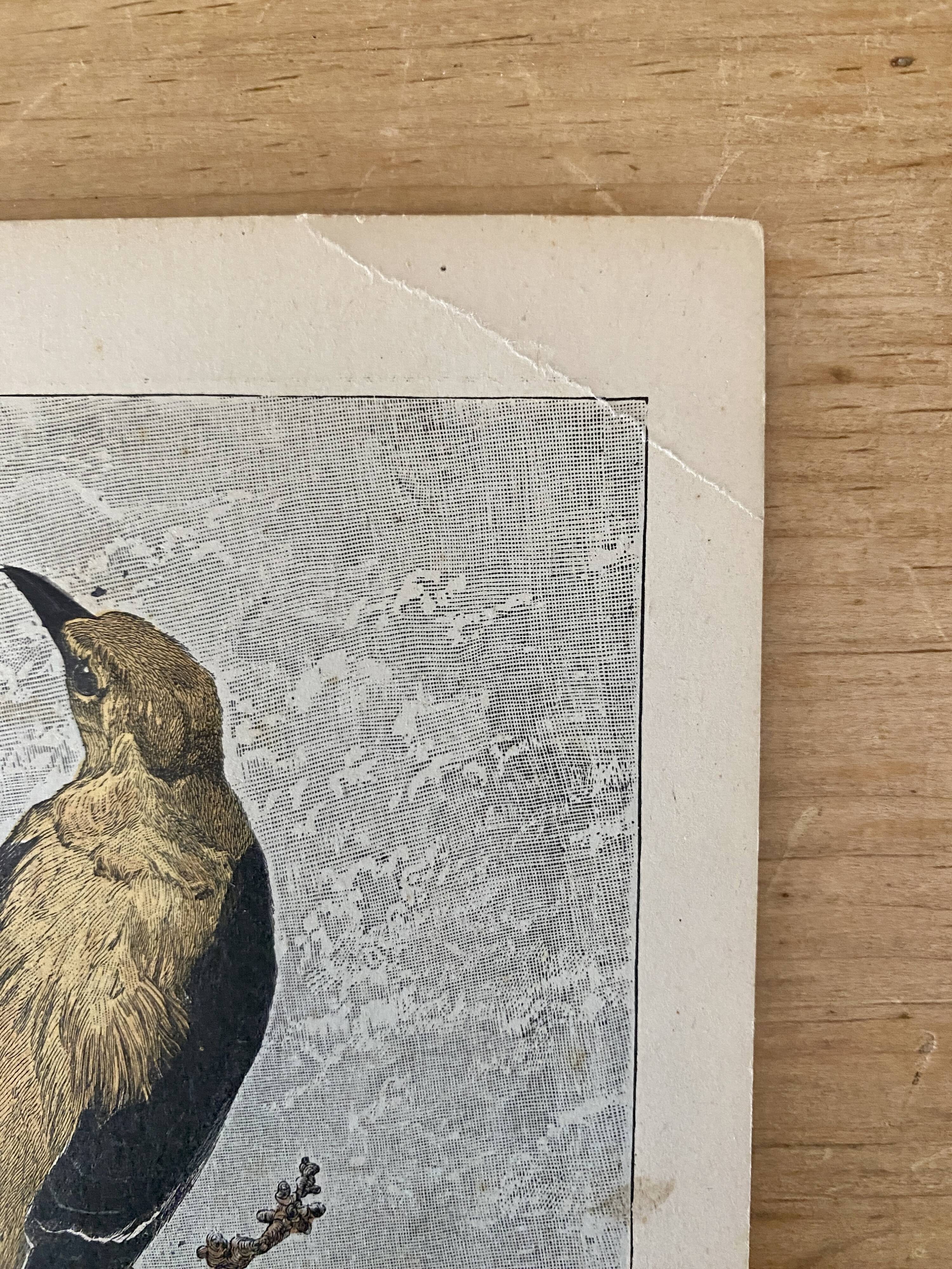 ancienne gravure d'oiseau - giacomelli et huyot - le loriot -