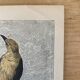 ancienne gravure d'oiseau - giacomelli et huyot - le loriot -