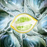 Oyster plates St Clémént