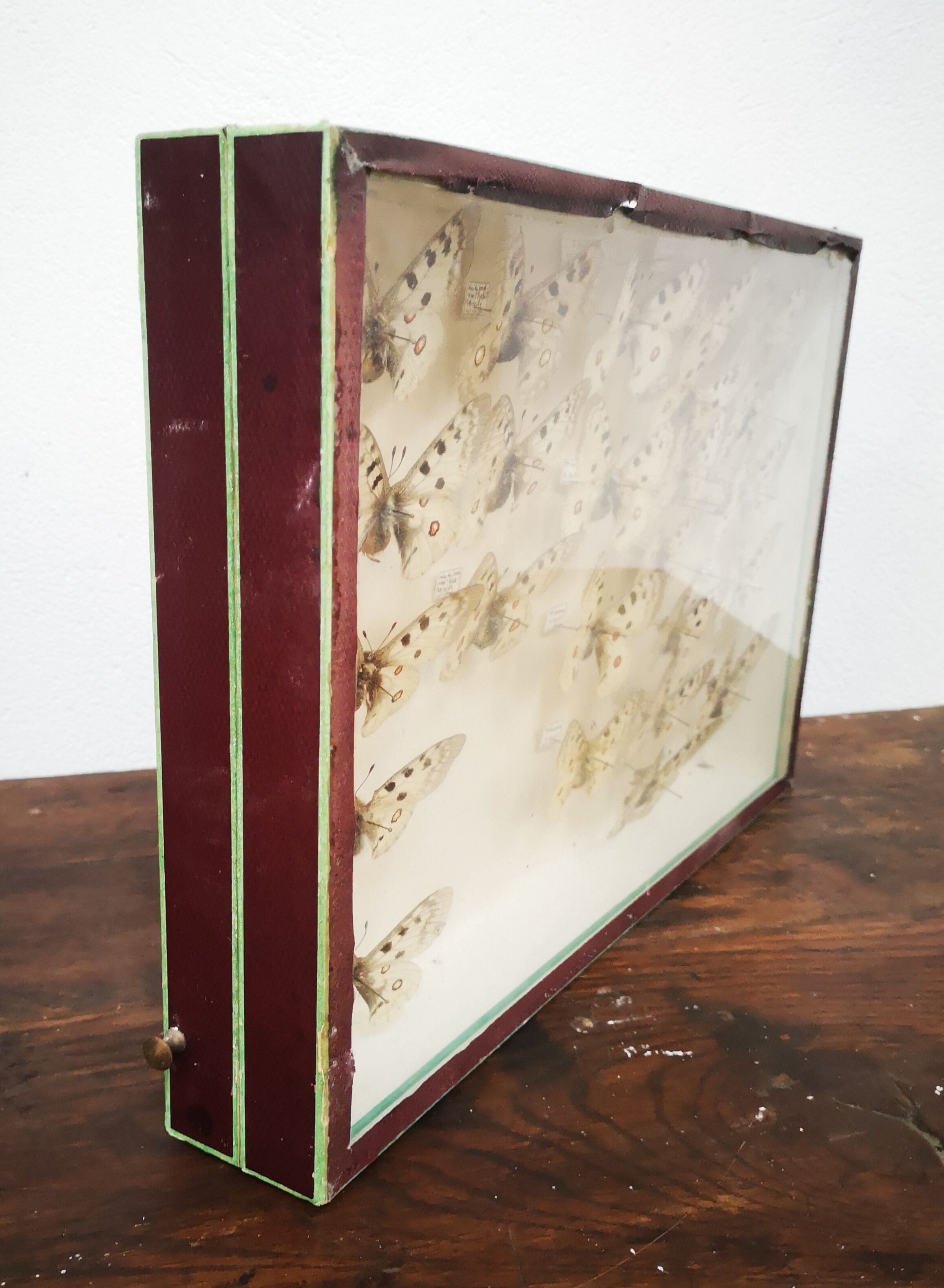 Carde ancient butterflies