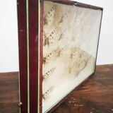 Carde ancient butterflies