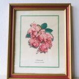 Framed botanical poster