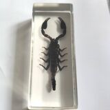 Authentic Scorpion in resin inclusion