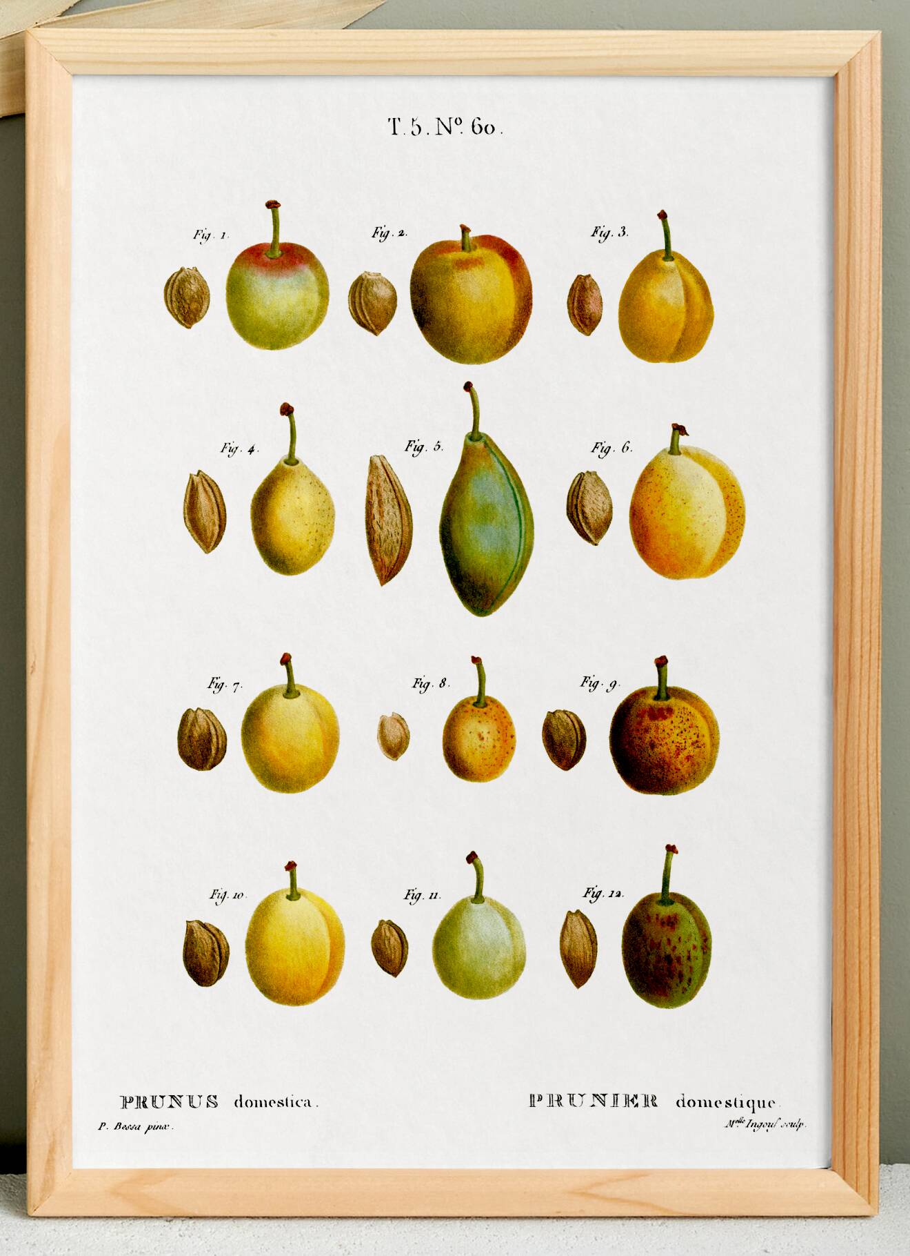 Botanical poster of the domestic plum tree, based on an old engraving