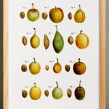 Botanical poster of the domestic plum tree, based on an old engraving
