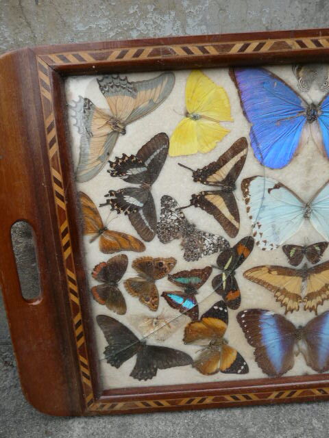 Art Deco tray marquetry butterflies from Brazil