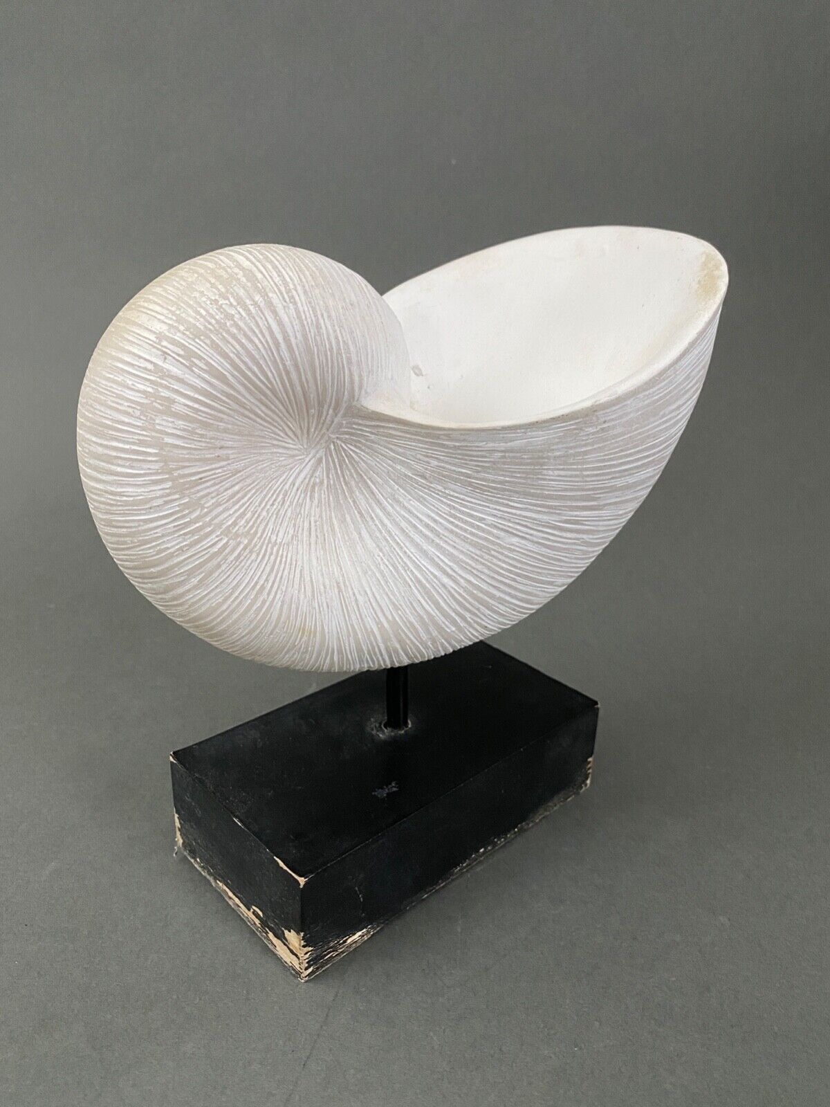 Plaster shell on blackened wooden base cabinet of curiosities XXth