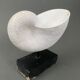 Plaster shell on blackened wooden base cabinet of curiosities XXth
