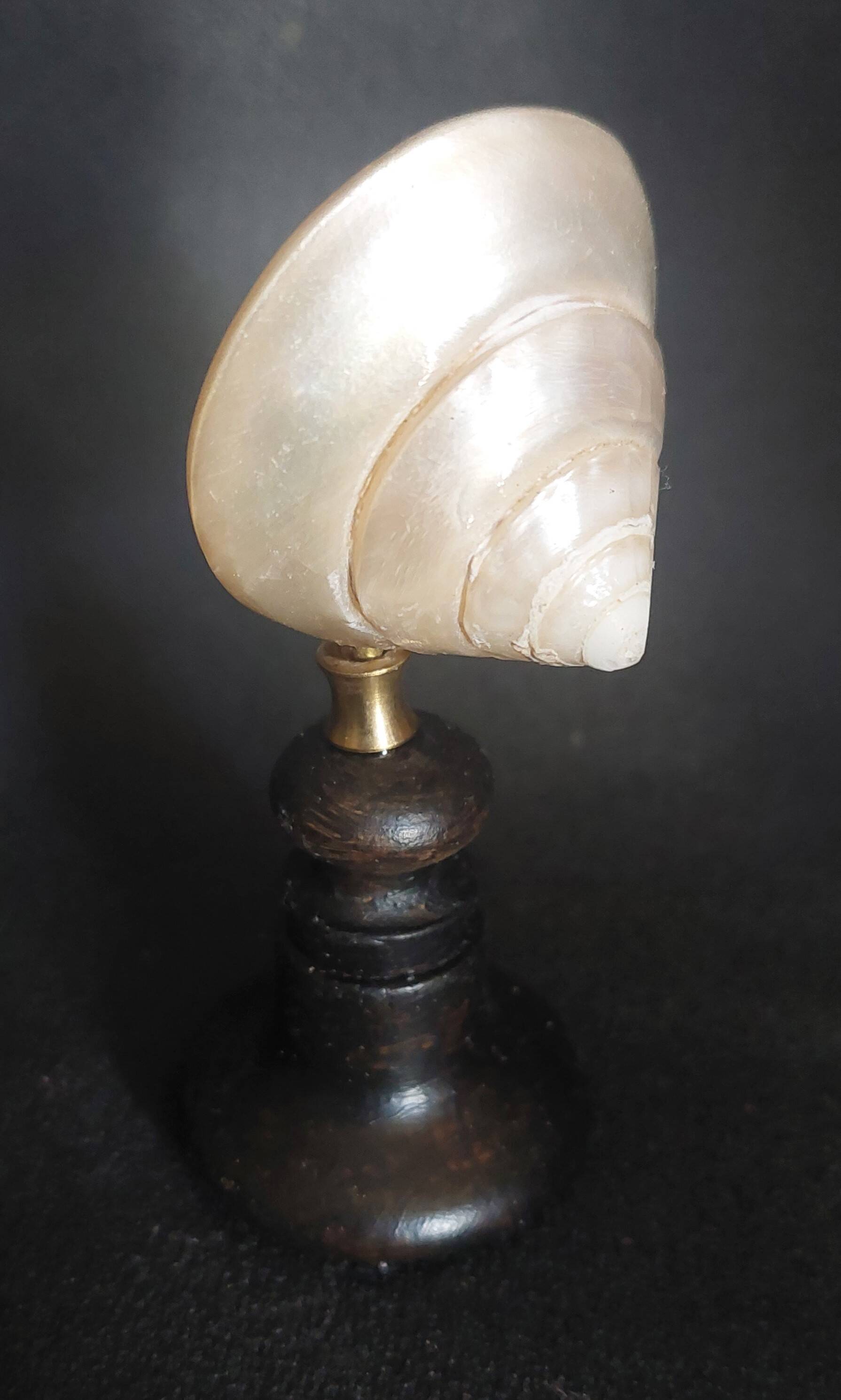 Cabinet of Curiosities trochus niloticus shell with a mother-of-pearl finish on a base.