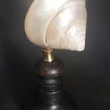 Cabinet of Curiosities trochus niloticus shell with a mother-of-pearl finish on a base.