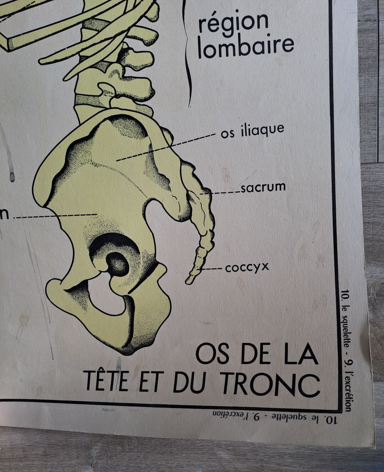 School poster Rossignol the skeleton/ excretion