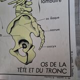 School poster Rossignol the skeleton/ excretion