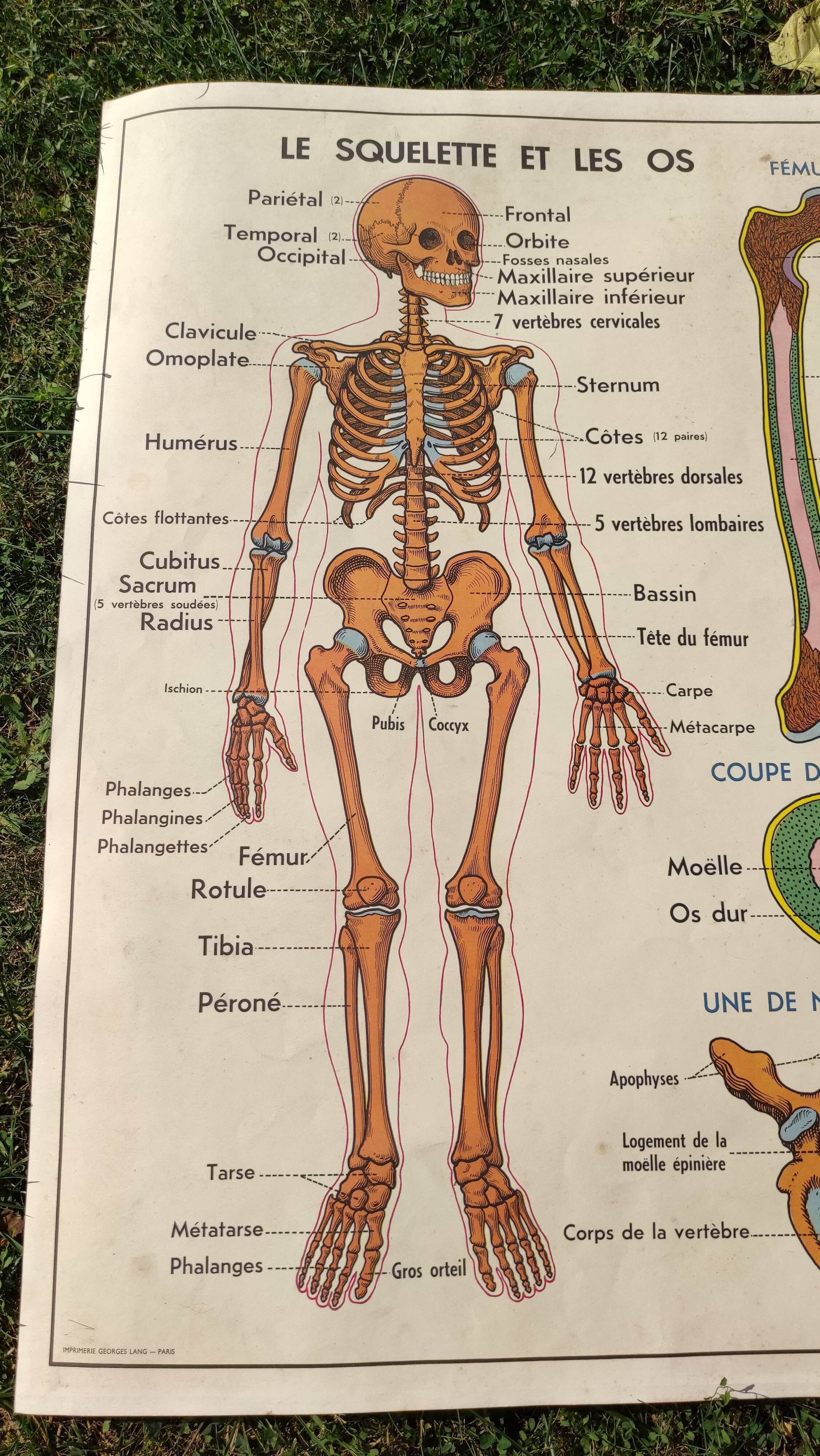 Educational poster on the skeleton and joints