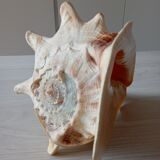 Blackcurrant shell cornuta