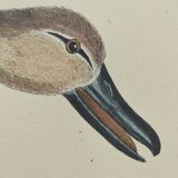 Antique bird engraving - Brown Teal - Ornithological plate by Seligmann & Catesby