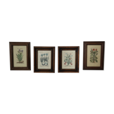 4 ancient botanical frameworks