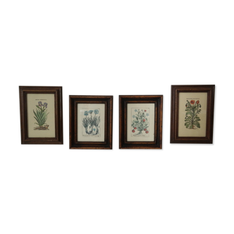 4 ancient botanical frameworks