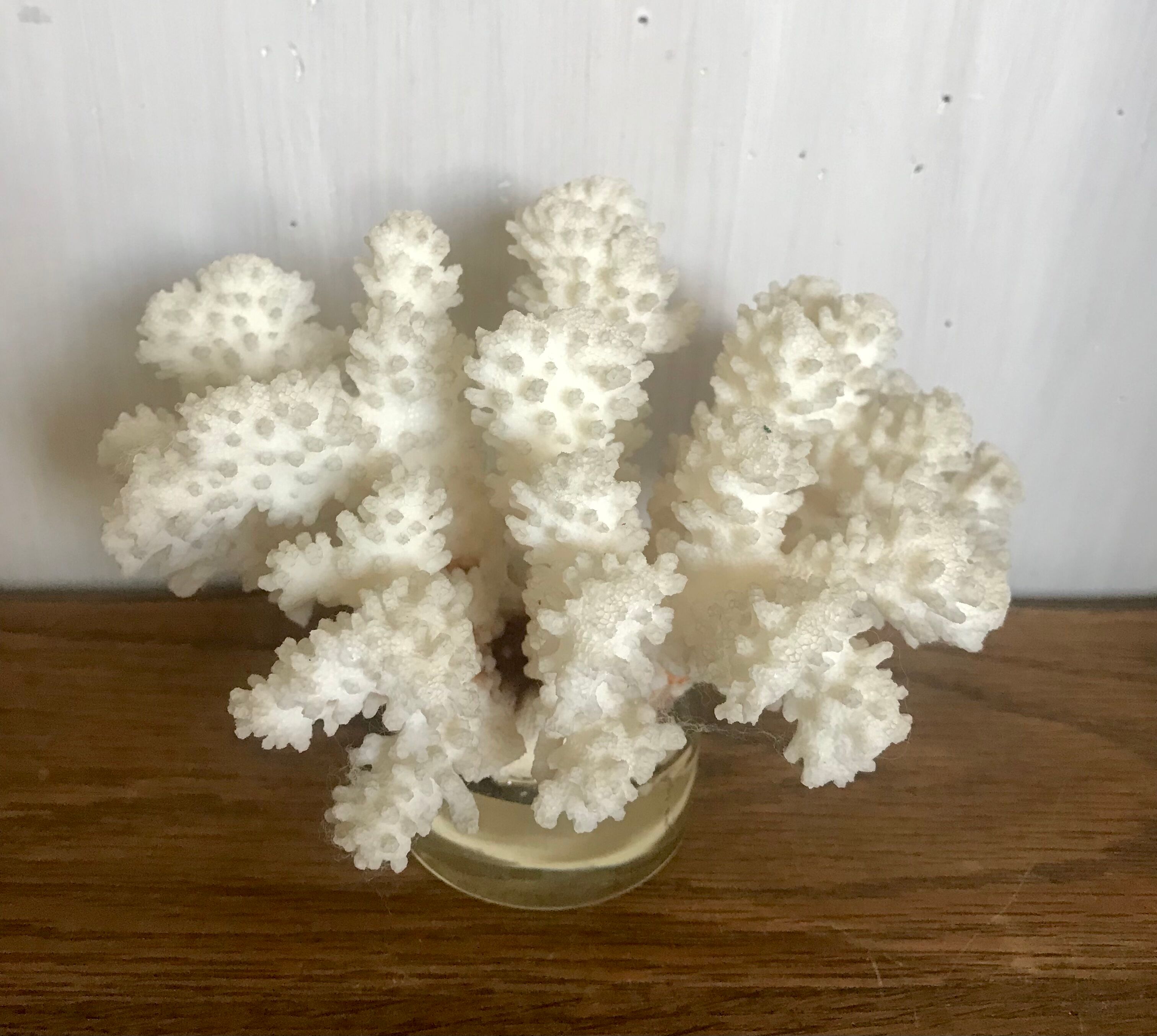 White coral