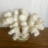 White coral