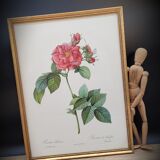 Lithograph Rosier Frankfurt