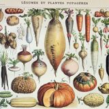 Old engraving 1898, Vegetables and vegetable plants • Original and vintage lithograph