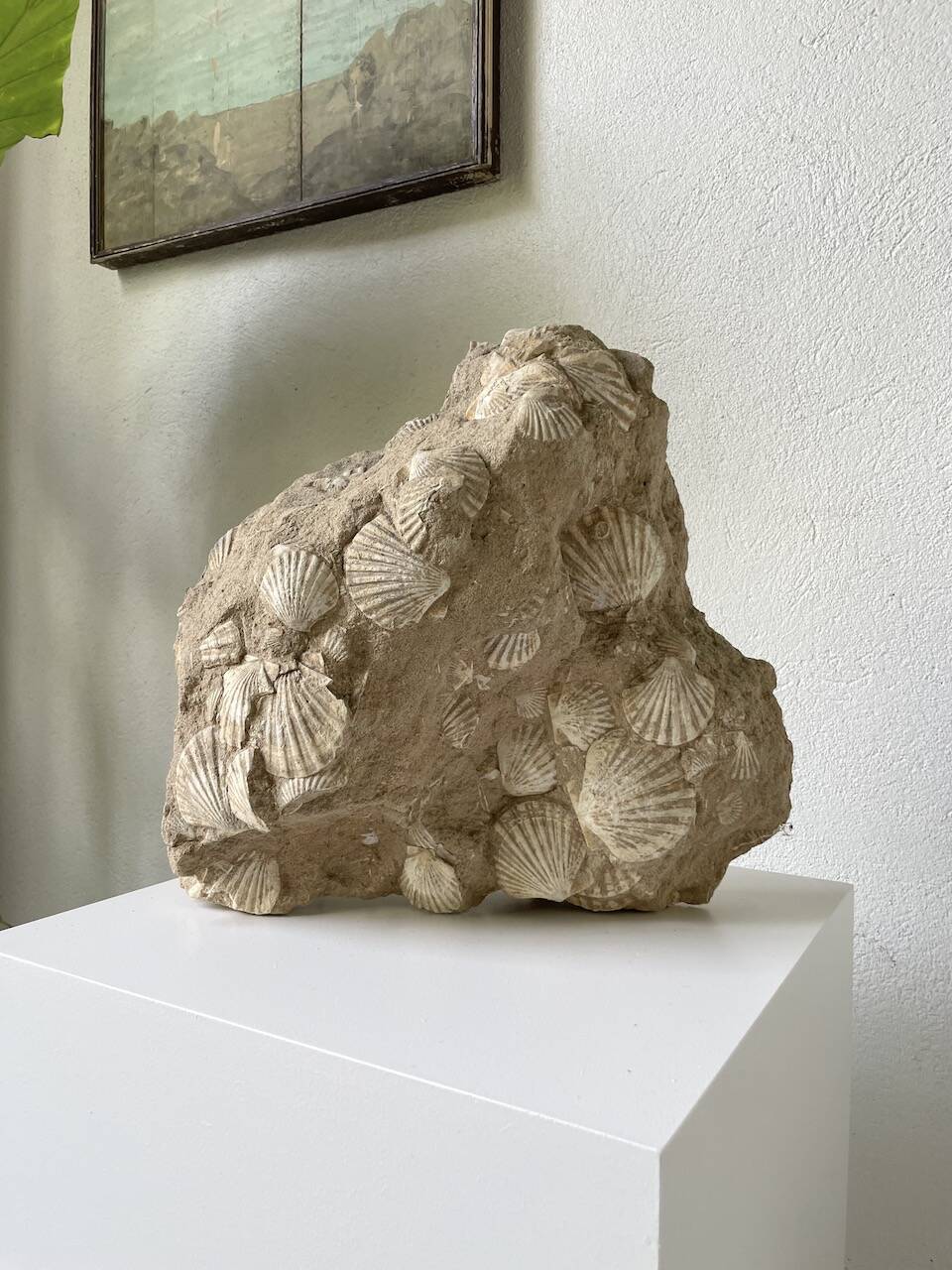 Fossil sedimentary rock and shell