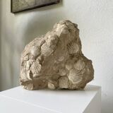 Fossil sedimentary rock and shell