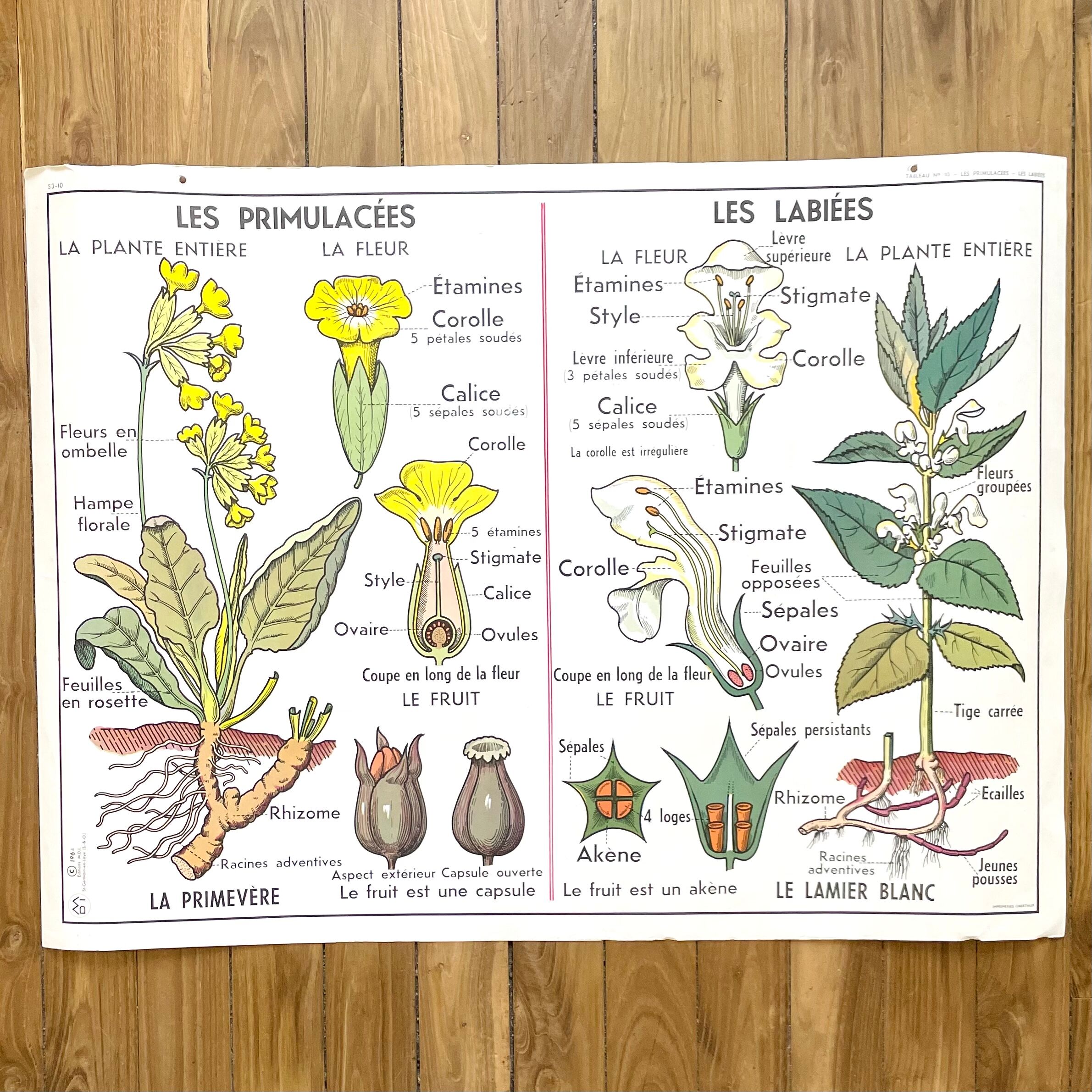 School poster primulaceae, labiae/potato, solanées