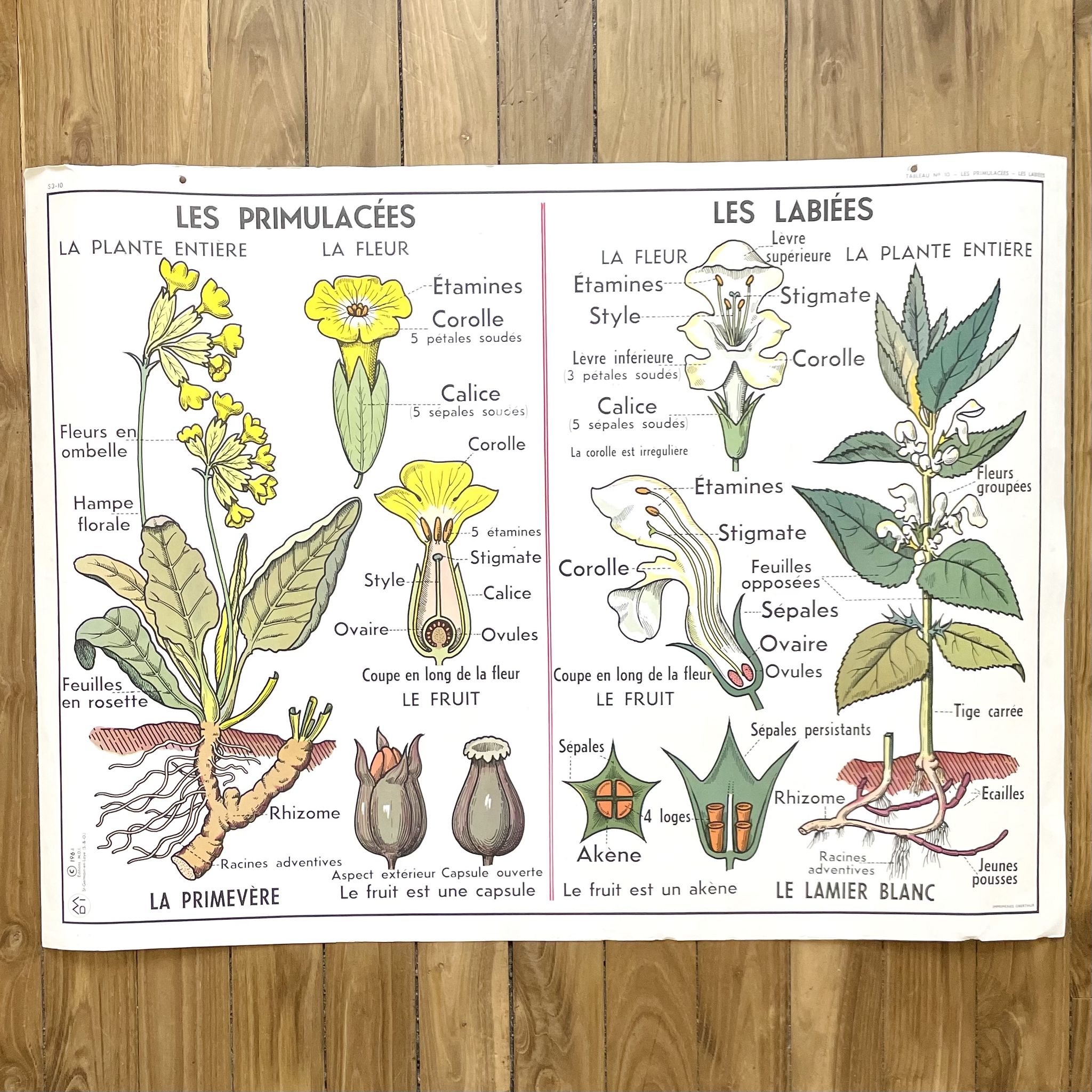 School poster primulaceae, labiae/potato, solanées