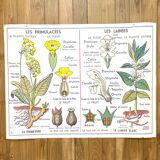 School poster primulaceae, labiae/potato, solanées