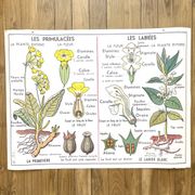 School poster primulaceae, labiae/potato, solanées