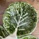 Plat serviteur en barbotine feuilles de chou