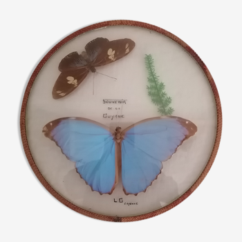 Curiosité, entomologie, taxidermie, collection, papillons