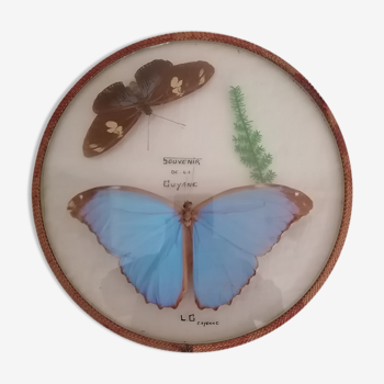 Curiosity, entomology, taxidermy, collection, butterflies